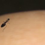 Ant