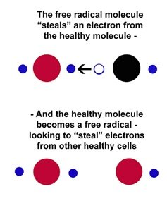 FreeRadicalB
