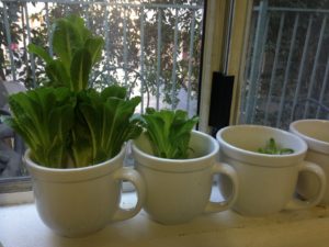 love-my-window-garden