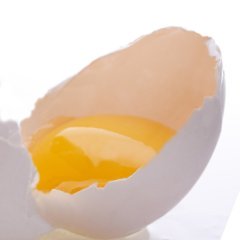 egg-yolk